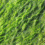 Green Algae | Introduction, Characteristics And Ecological Importance