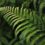 Pteridophytes – The First True Terrestrial Plant